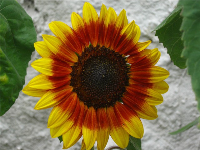 suncokret